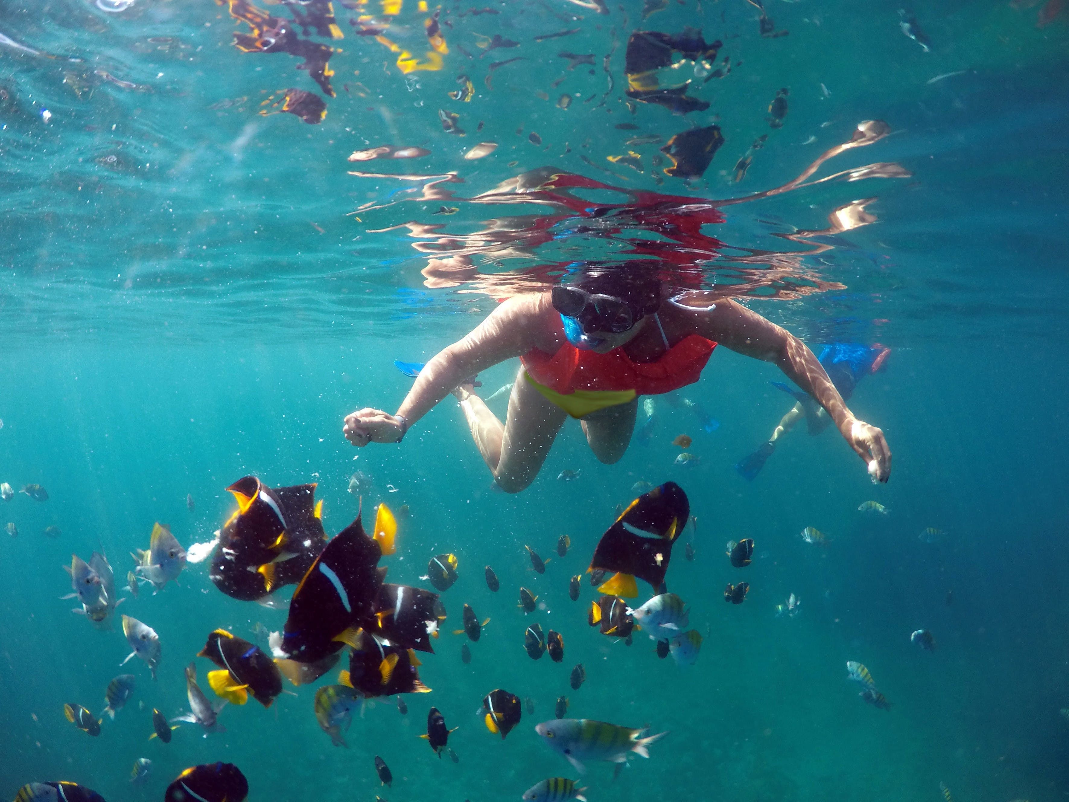 Los Cabos A Popular Snorkeling Destination DesertDivers
