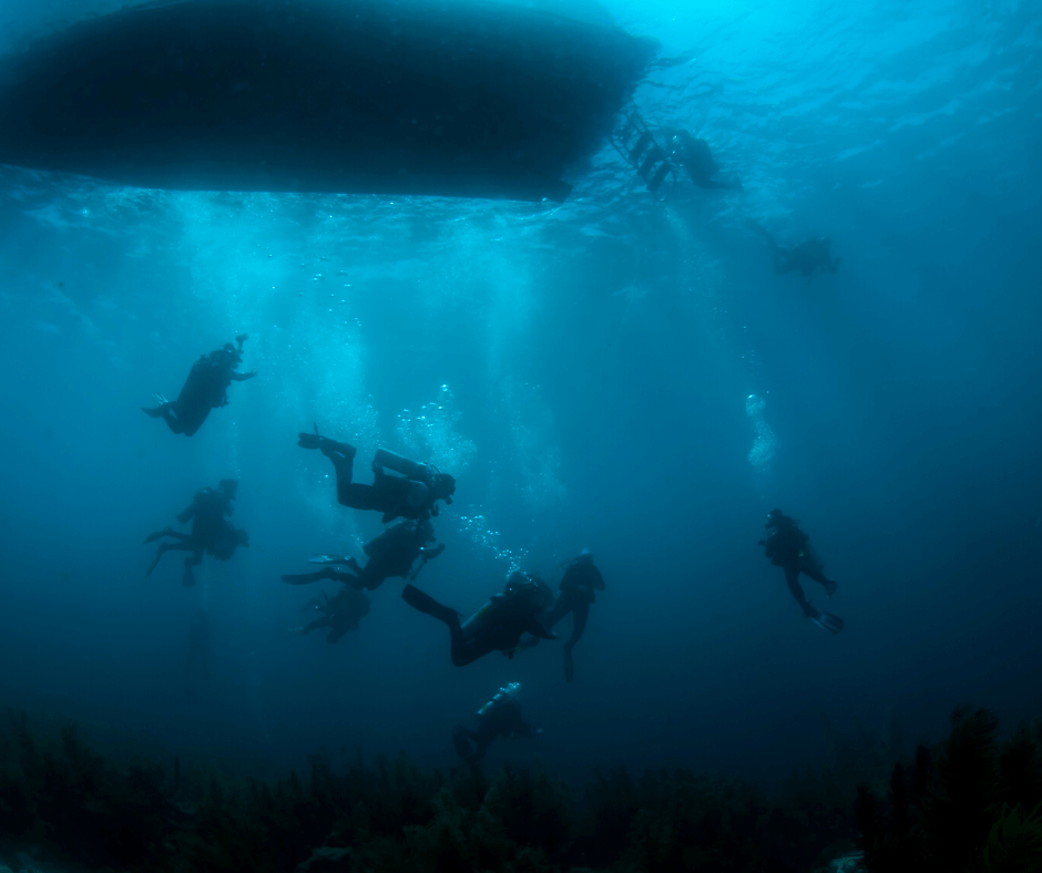 The Best Places To See Octopus While Snorkeling In Bonaire DesertDivers