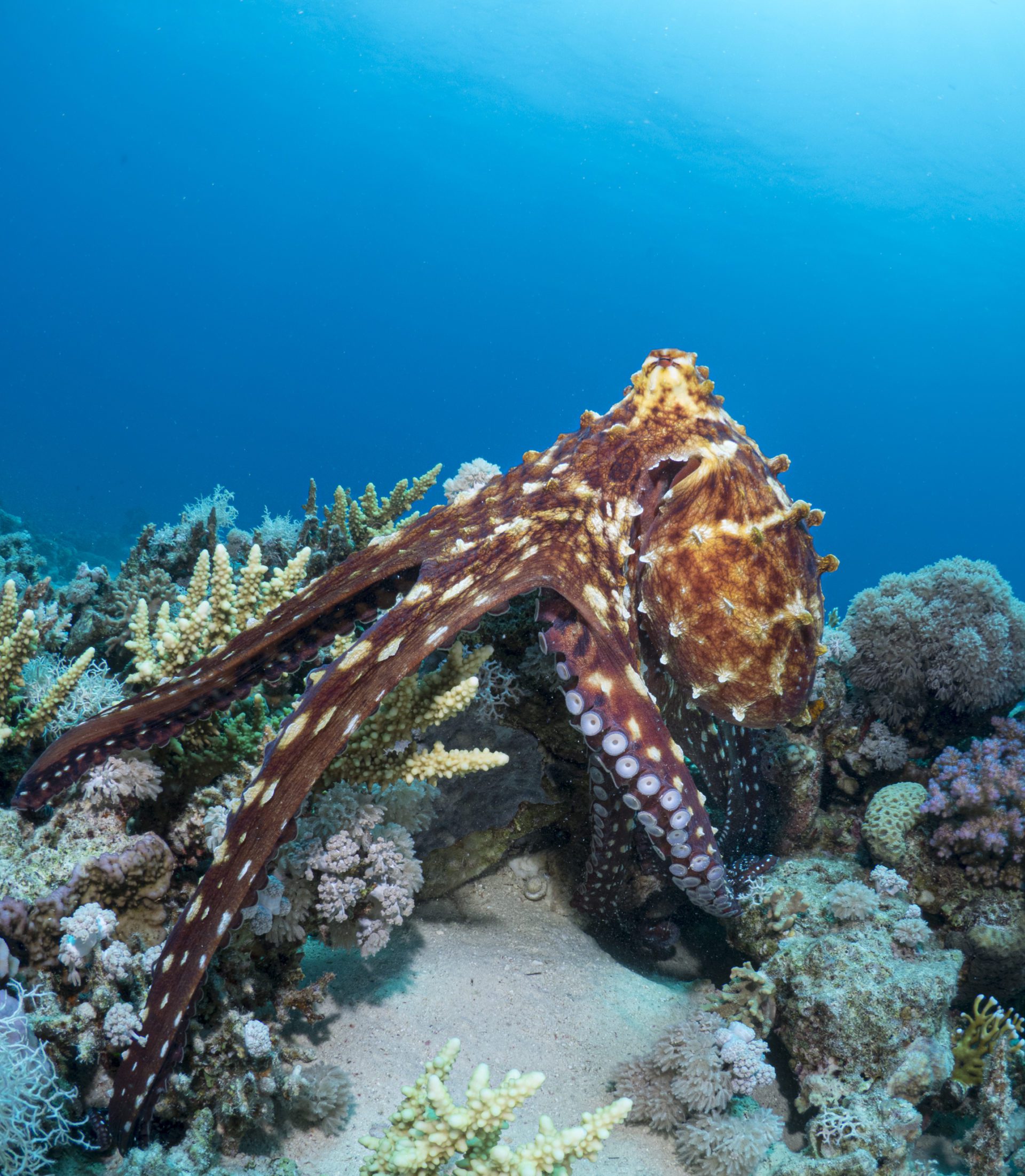 The Best Places To See Octopus While Snorkeling In Bonaire DesertDivers
