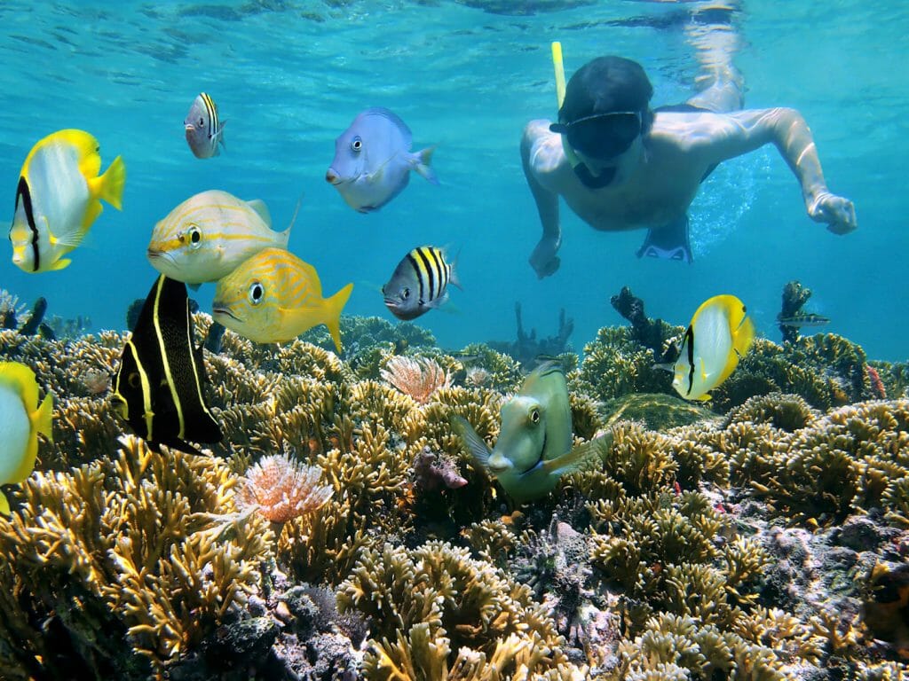 Snorkeling In Costa Rica DesertDivers