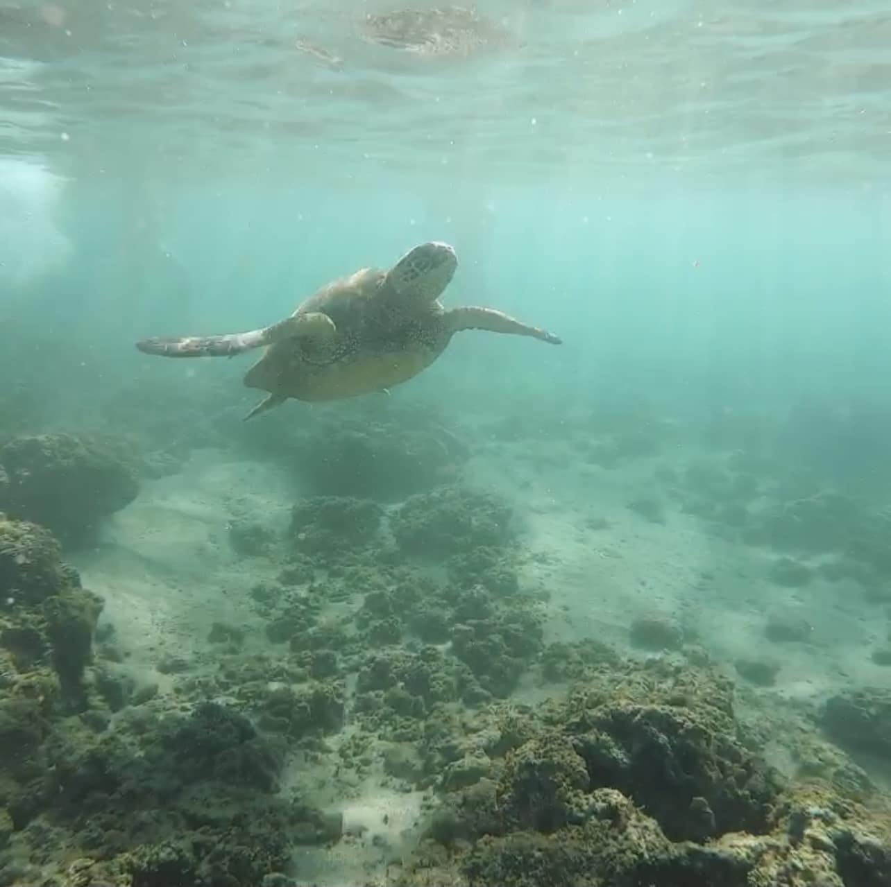 Anini Beach The Perfect Place To Snorkel DesertDivers