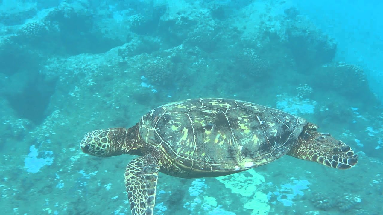Tunnels Beach A Perfect Spot For Snorkeling Bodyboarding And Surfing