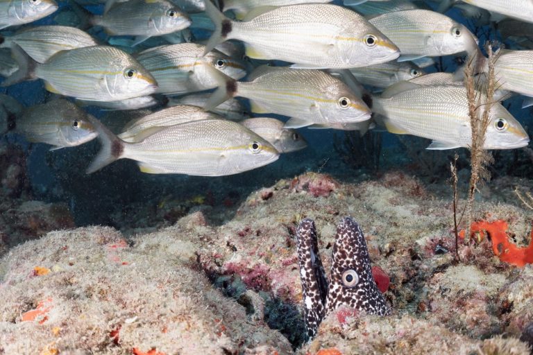 The Top 3 Spots For Snorkeling In Fort Myers Florida DesertDivers