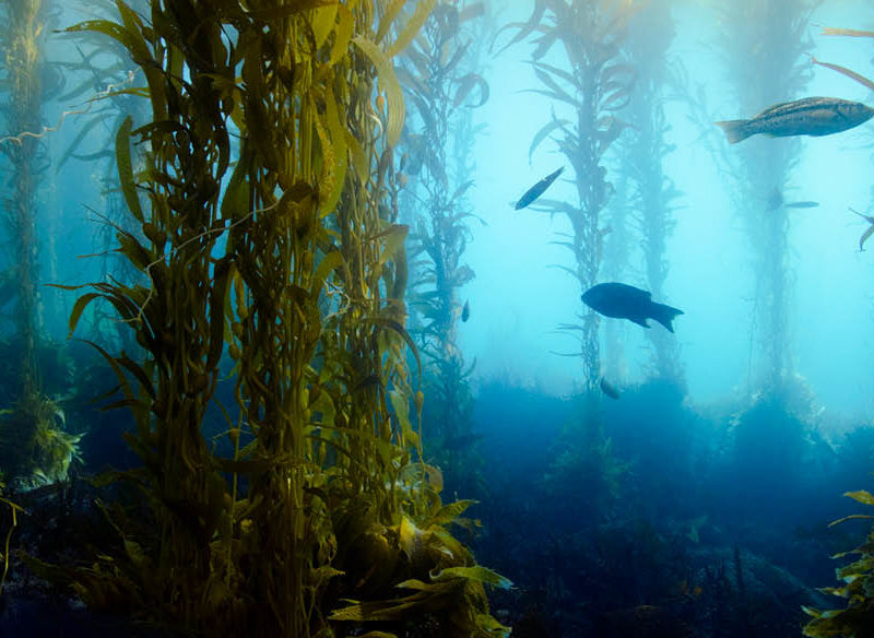 Snorkeling In Tasmania Tips For A Great Experience DesertDivers