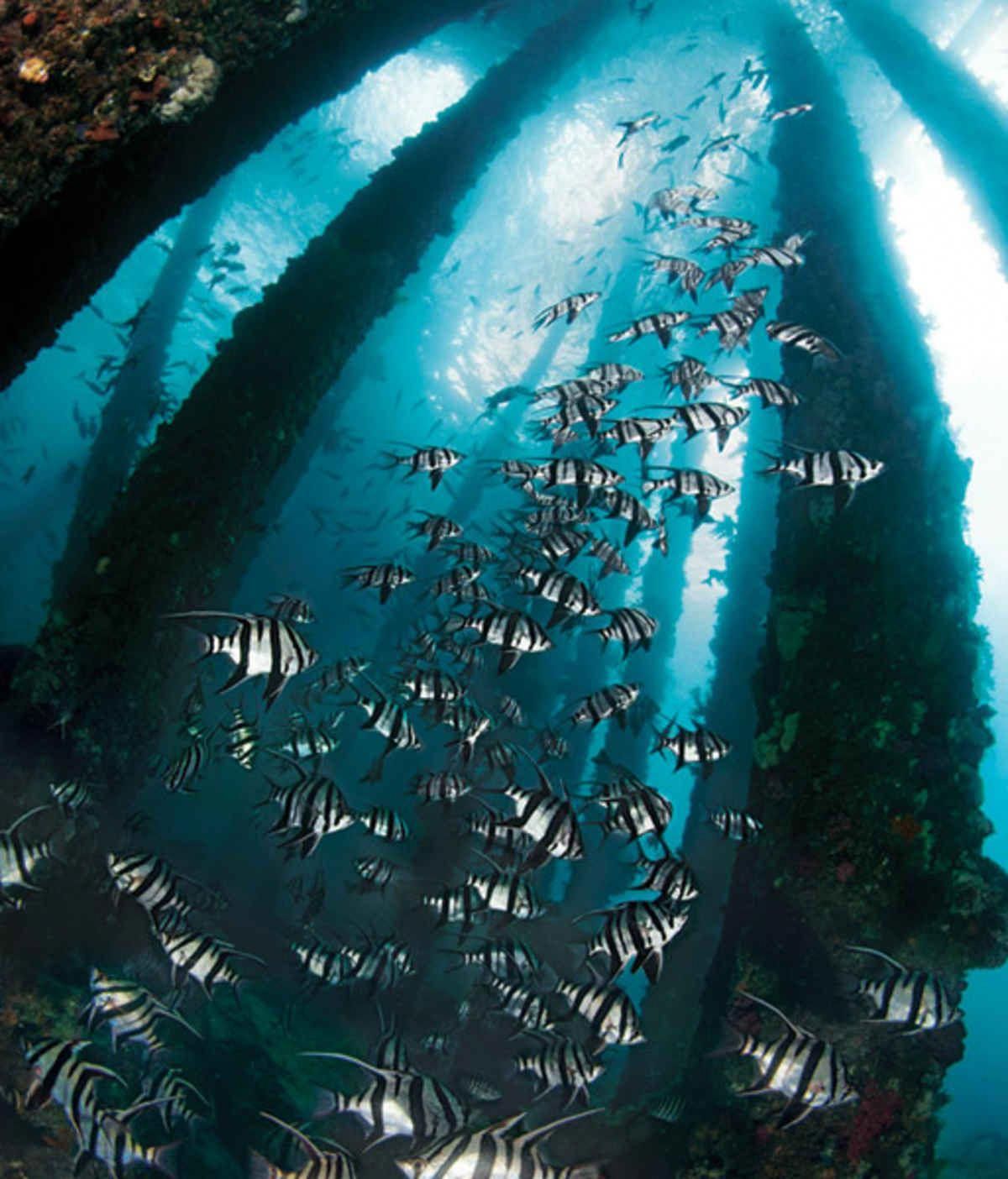 Snorkeling In Tasmania Tips For A Great Experience DesertDivers