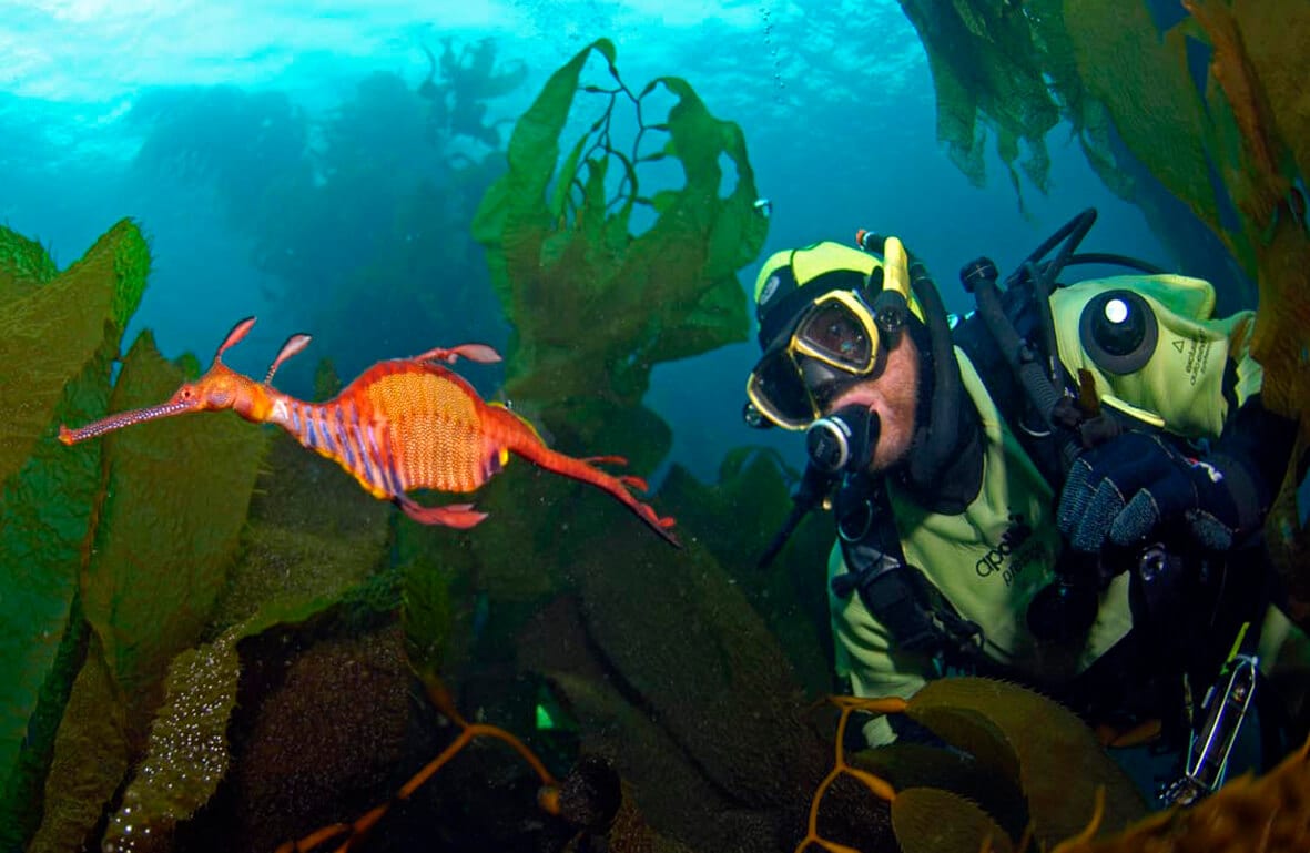 Snorkeling In Tasmania Tips For A Great Experience DesertDivers