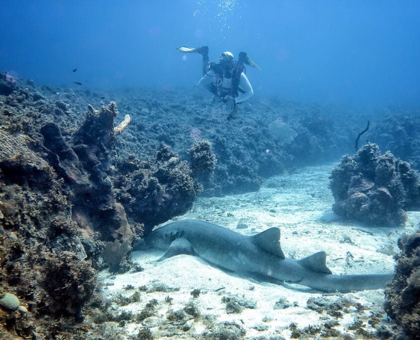 The Main Causes Of Death While Scuba Diving And Snorkeling DesertDivers