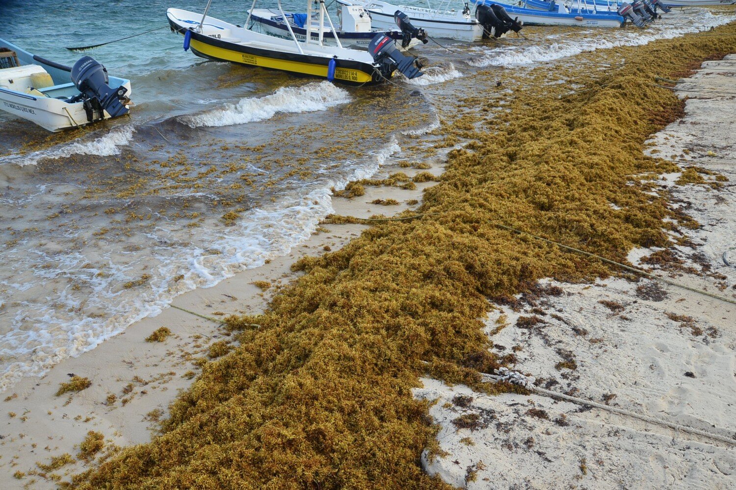 Reduce Your Risk Of Getting Sick From Seaweed While Snorkeling