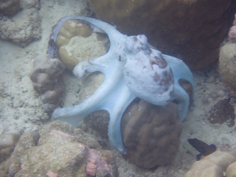 Snorkeling For Octopuses 4 Tips For Finding These Fascinating