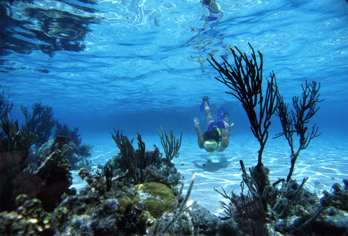 Roatan Vs Belize Which Is The Better Place To Go Snorkeling