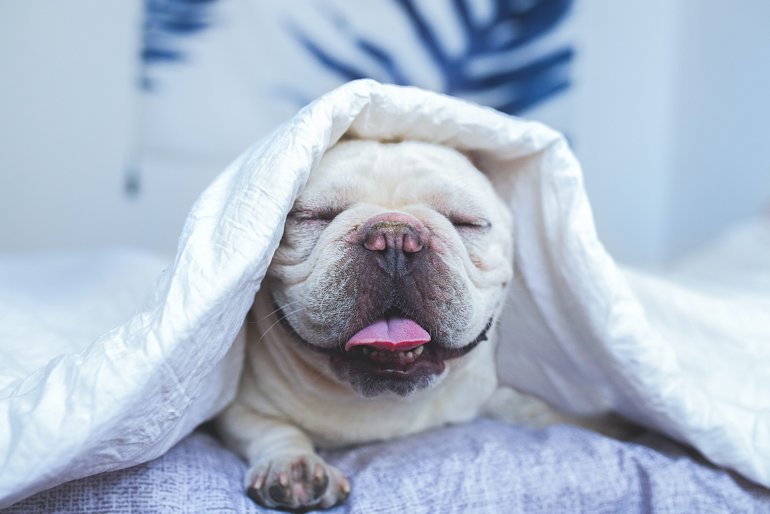 Why Is My Dog Snorkeling? DesertDivers