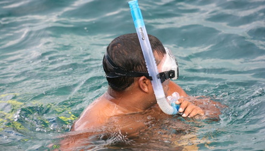 Three Great Spots For Snorkelling In Naples Florida DesertDivers