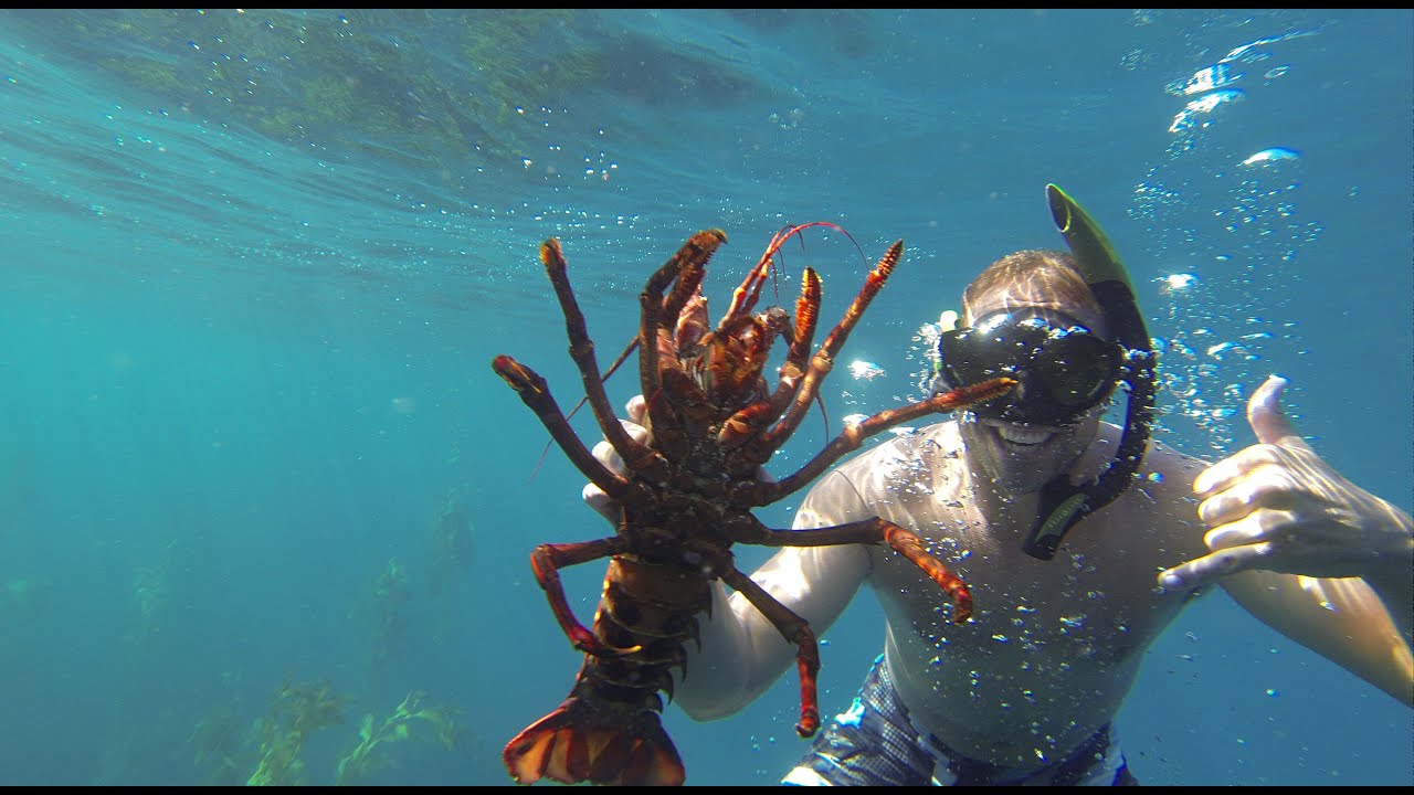 The Best Places To Go Lobster Snorkeling DesertDivers