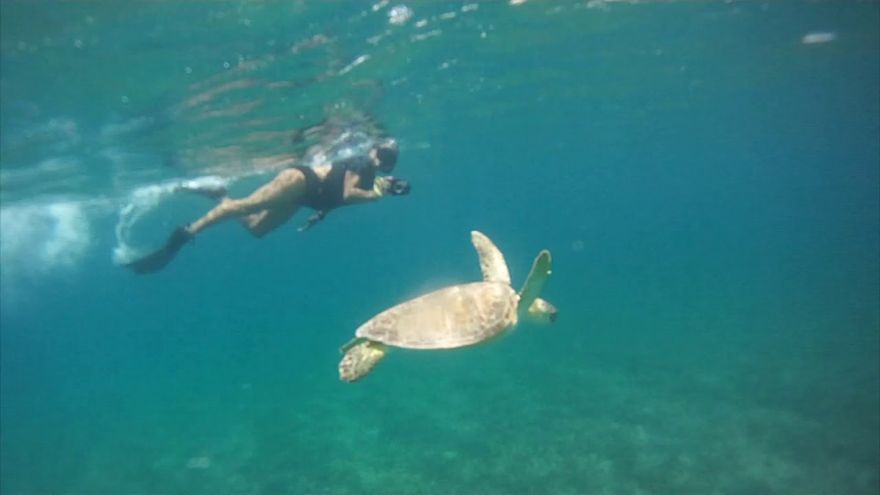 The Best Places To Snorkel On Culebra Island DesertDivers