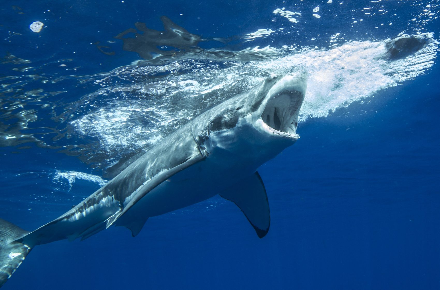 The Cost Of Shark Cage Diving DesertDivers