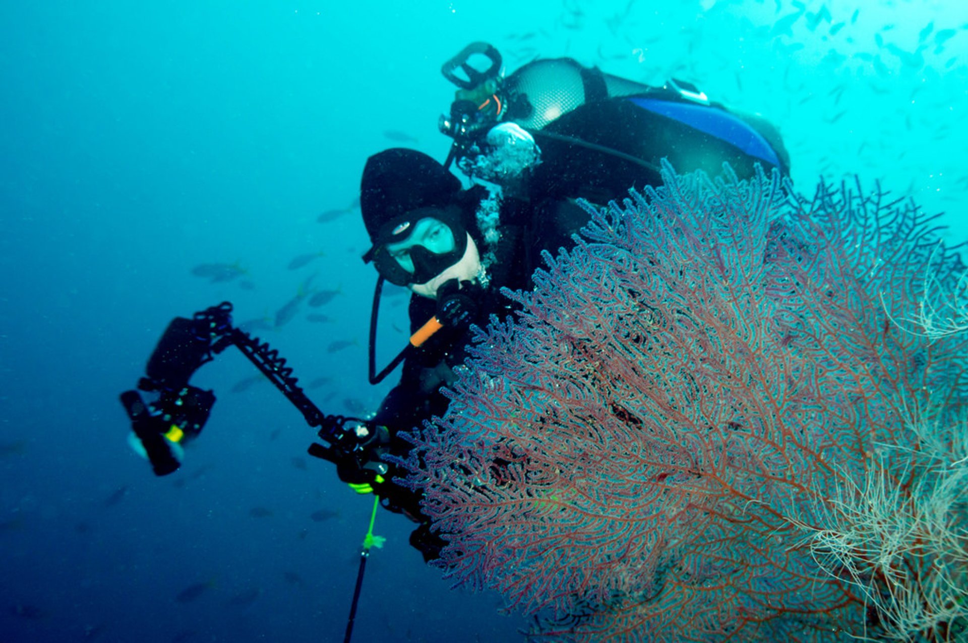 Raja Ampat Indonesia A Diving Destination For All DesertDivers