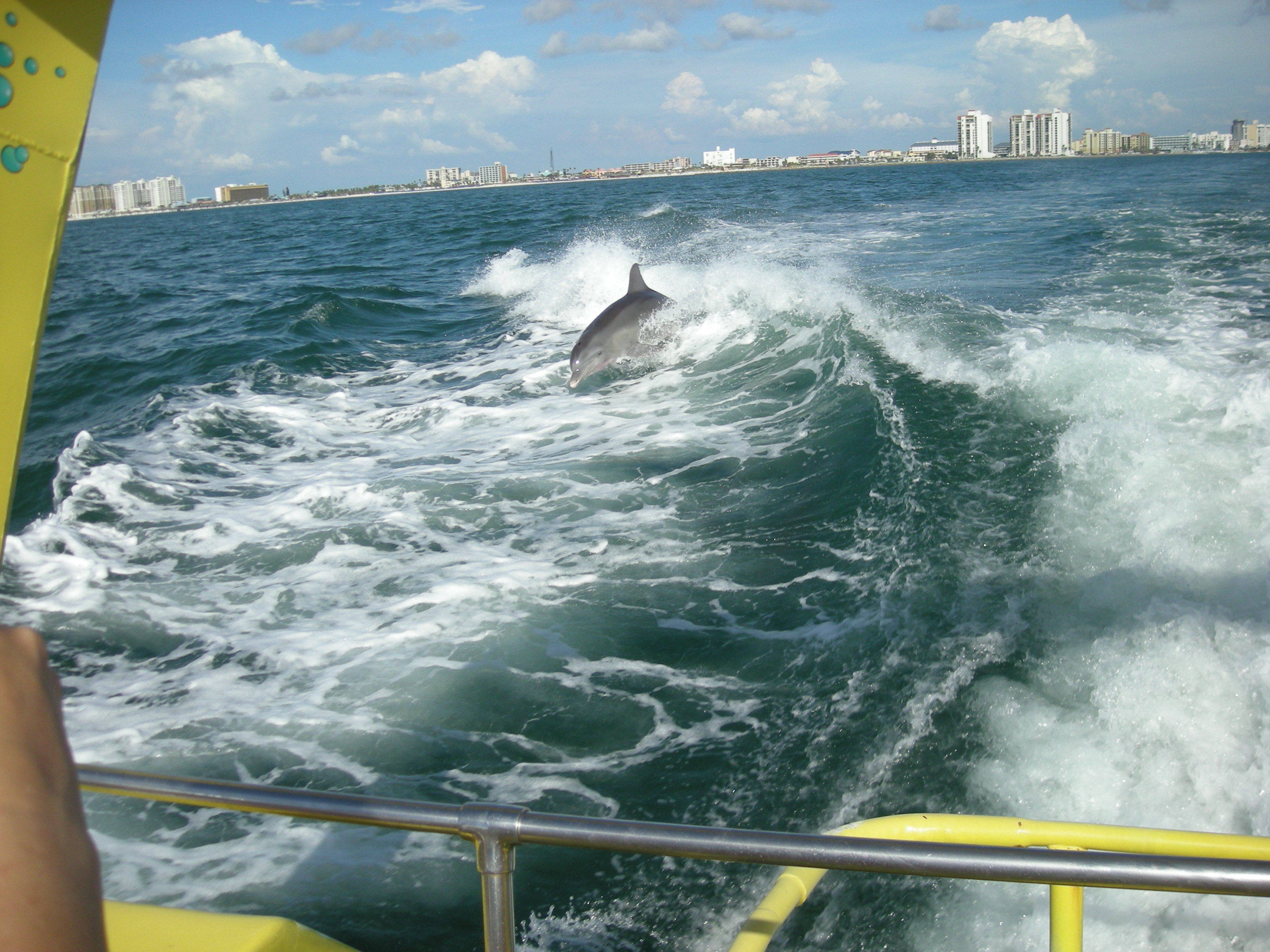 The Top 5 Dive Spots In Clearwater Florida DesertDivers