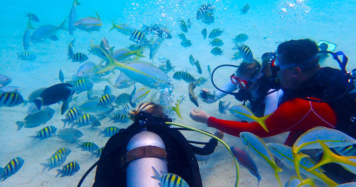 The Best Diving Spots In St Thomas DesertDivers