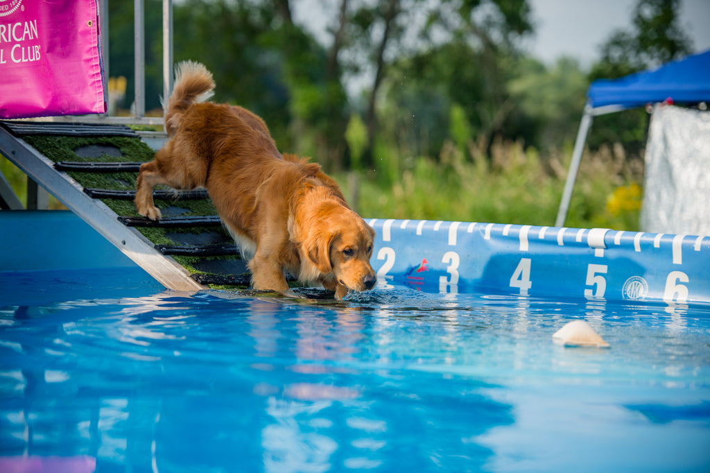 Dogs Diving Into The Deep End A Dog Diving Competition DesertDivers