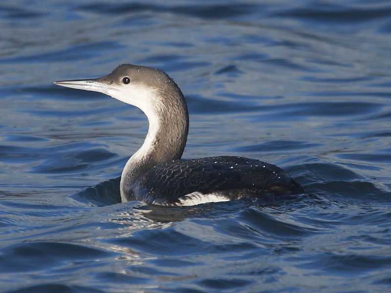 The Many Different Species Of Black Diving Birds DesertDivers