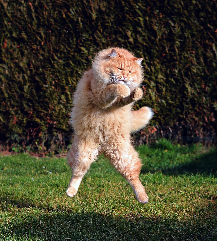 52 Jumping Cats At Play Look Like Ninjas DesignBump