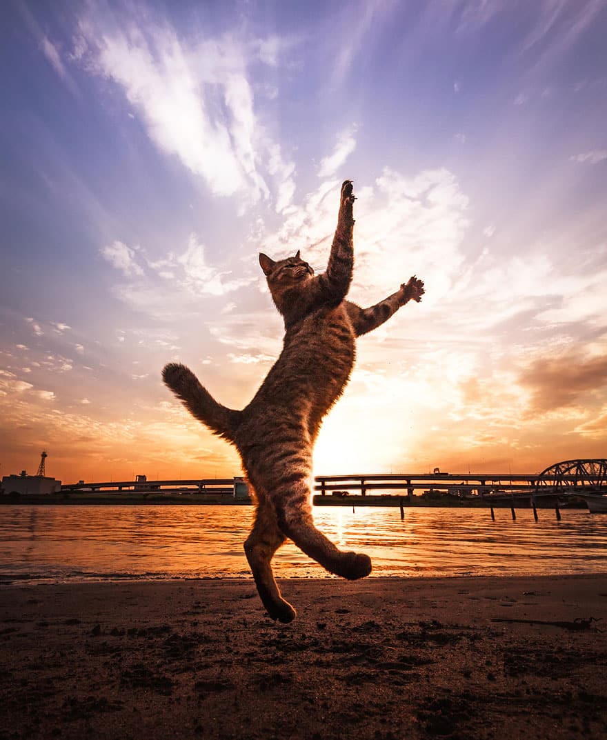 52 Jumping Cats At Play Look Like Ninjas DesignBump