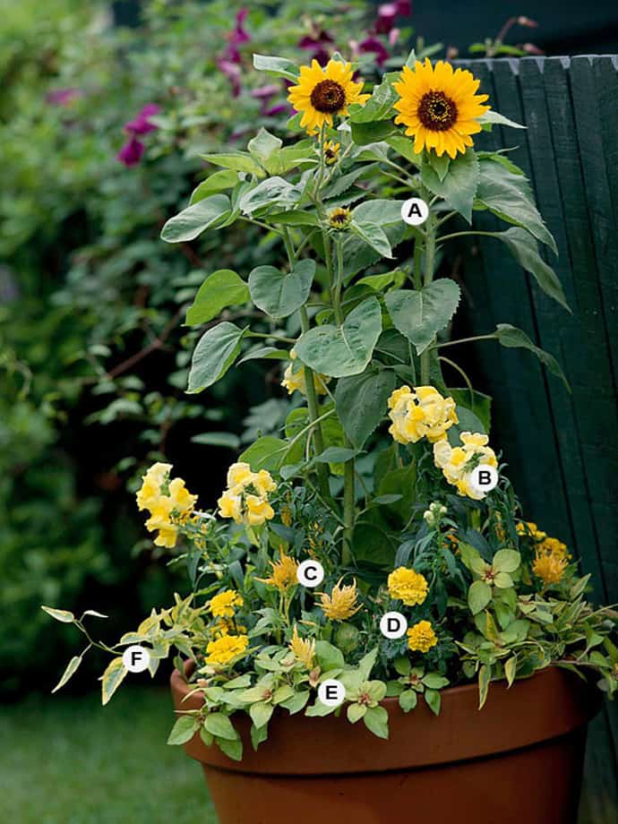 25 Container Gardens Recipes to Express Your Personality