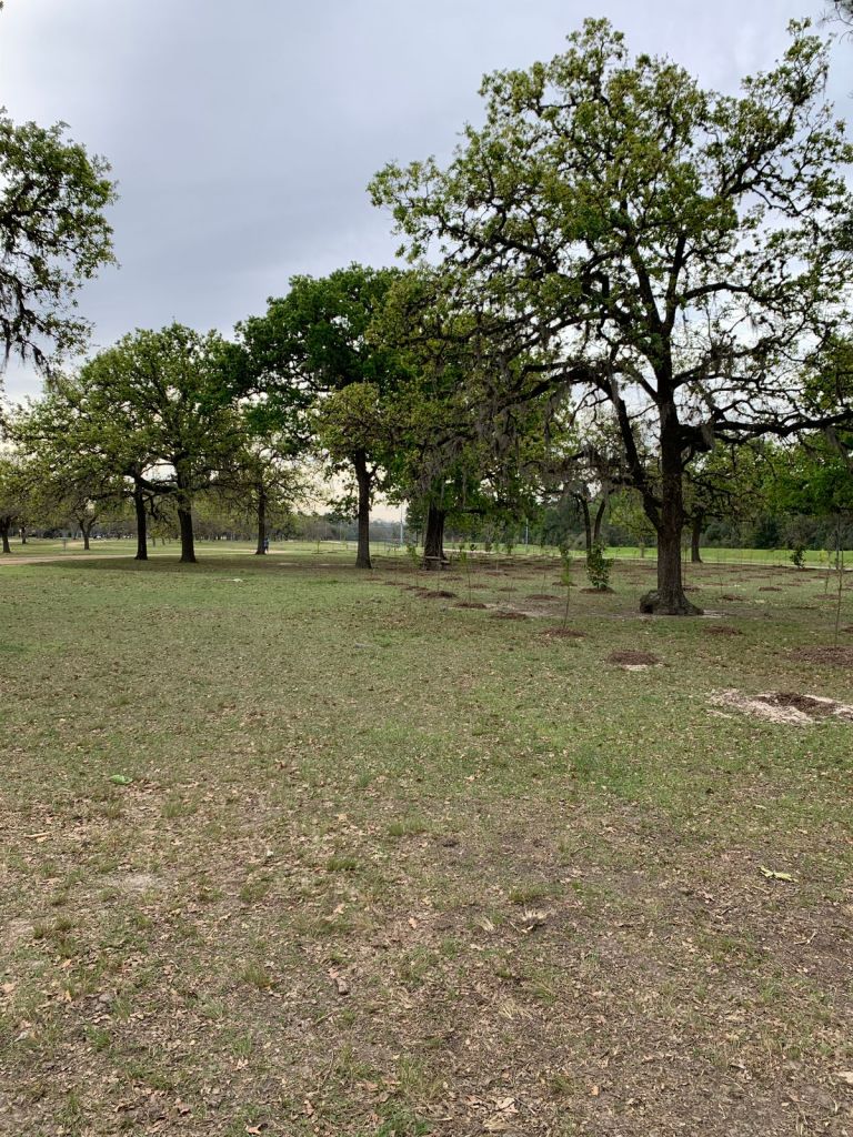 TC Jester Park Disc Golf Course Review