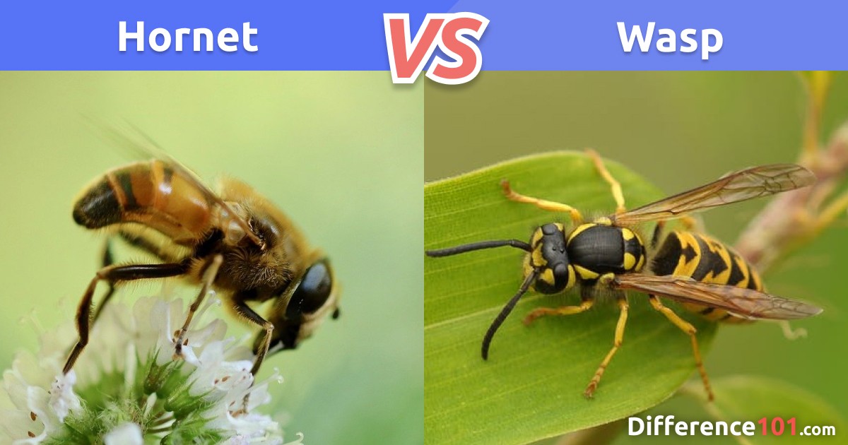 Difference Between And Yellowjacket