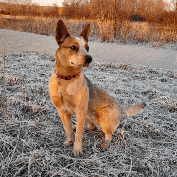 Dingo's Bizzare Adventure on Direct.me