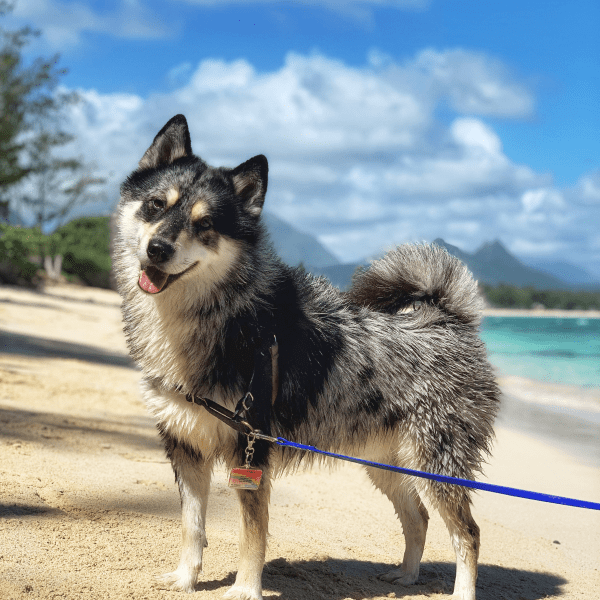 ↓ DISCOUNT CODES ↓ on Direct.me