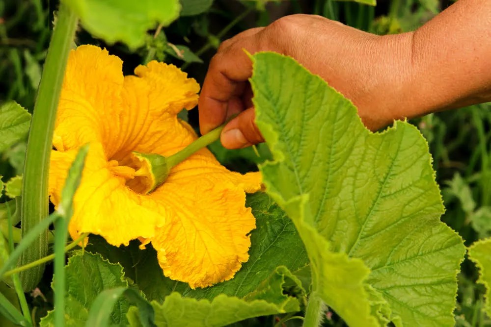 Pollinating courgette flowers