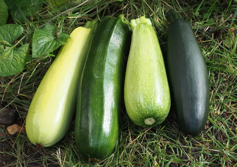 Different courgette varieties