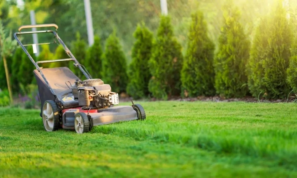 what height should i cut my grass
