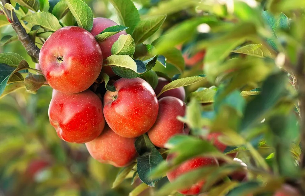 Apples on tree