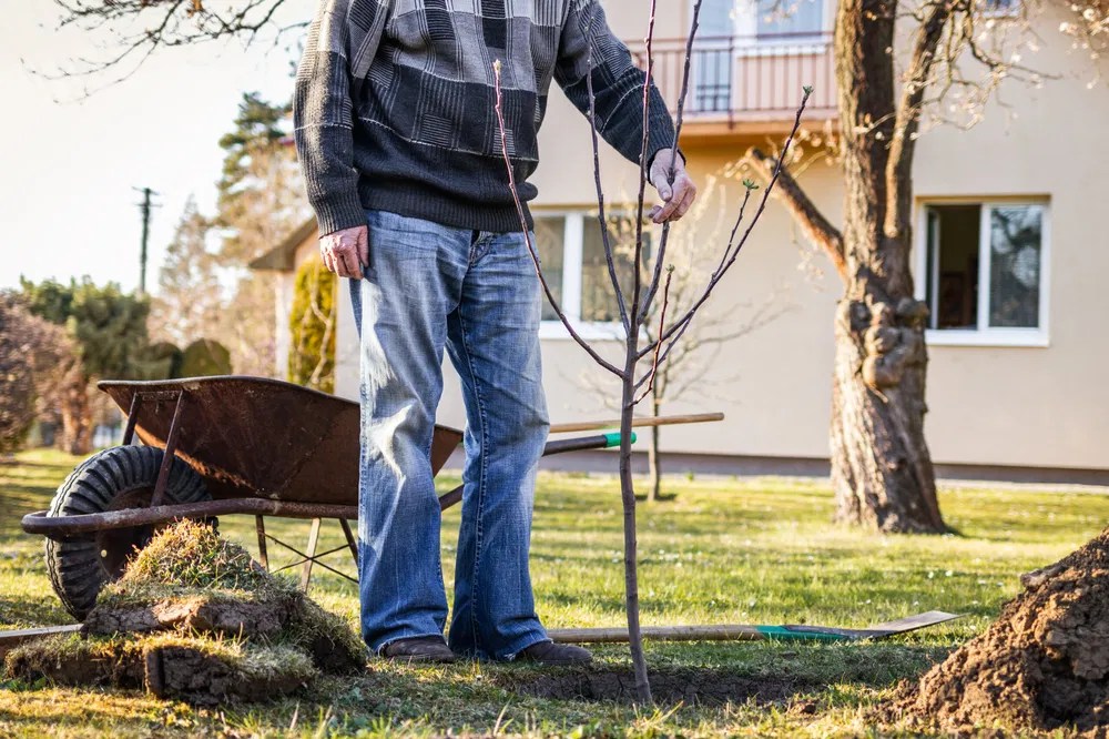 Planting apple tree