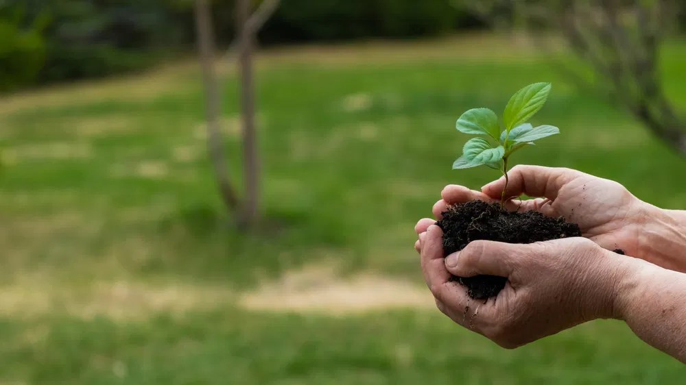 Apple seedling