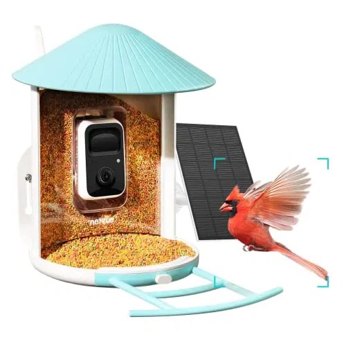 5 Best Bird Box Cameras Incredible Closeups (2023 Review)