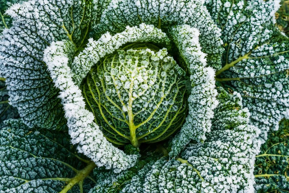 Winter cabbage