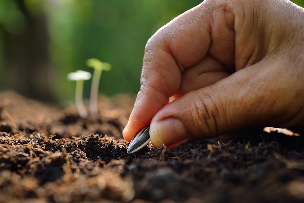 Planting sunflower seeds in May