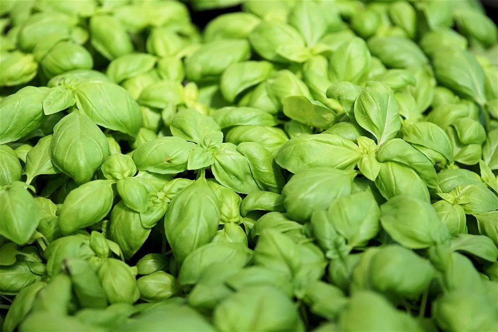Basil leaves