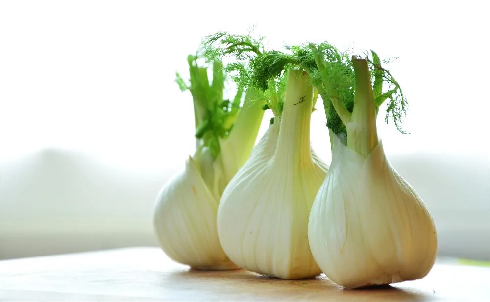 Florence Fennel