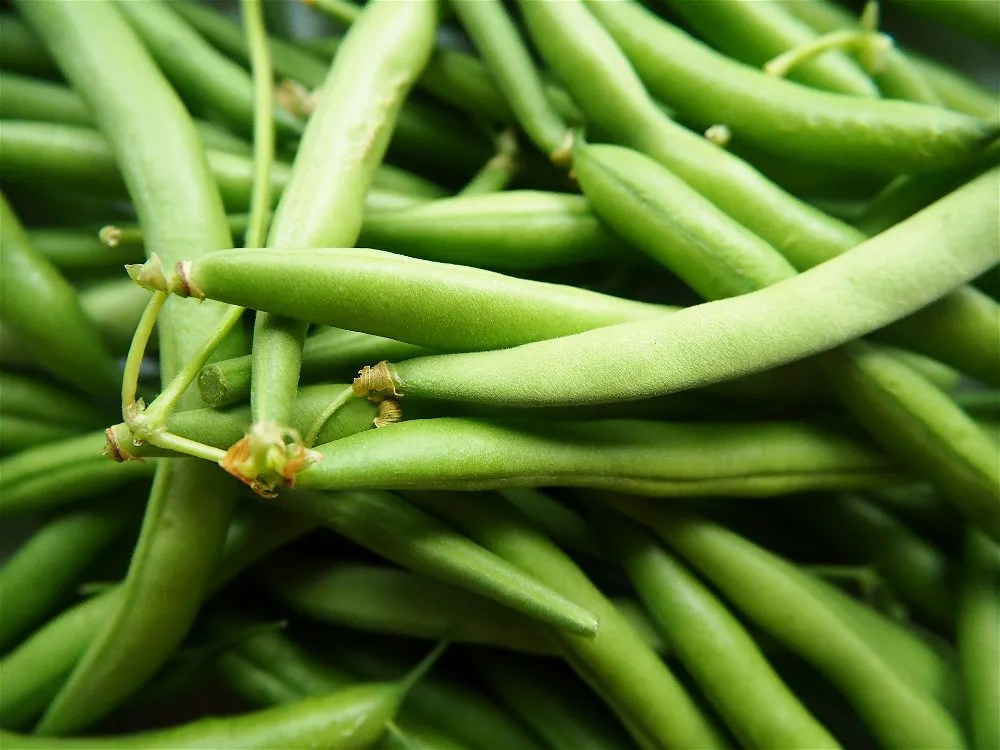 French beans
