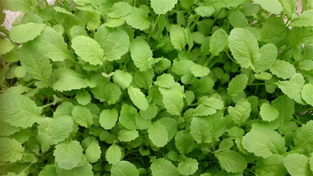 Mustard leaves