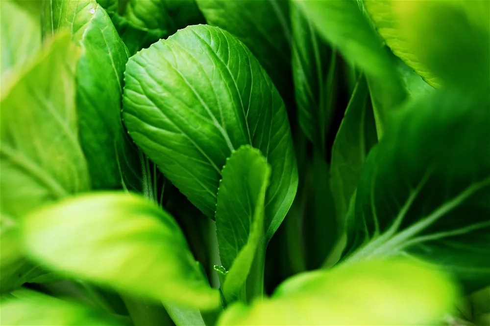 Pak choi