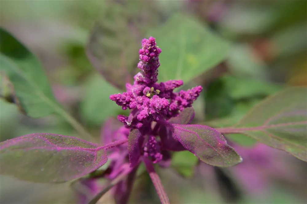 Quinoa