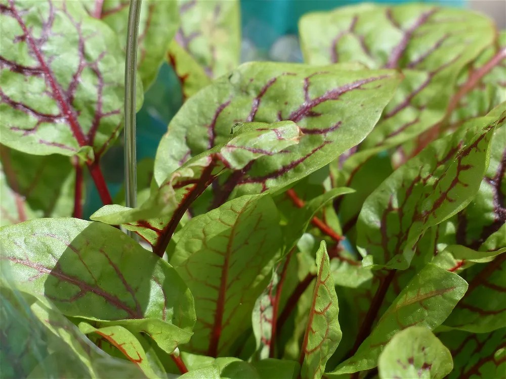 Sorrel