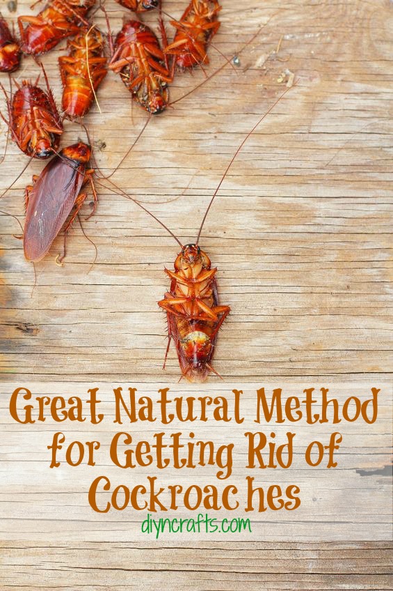 Great Natural Method for Getting Rid of Cockroaches DIY & Crafts