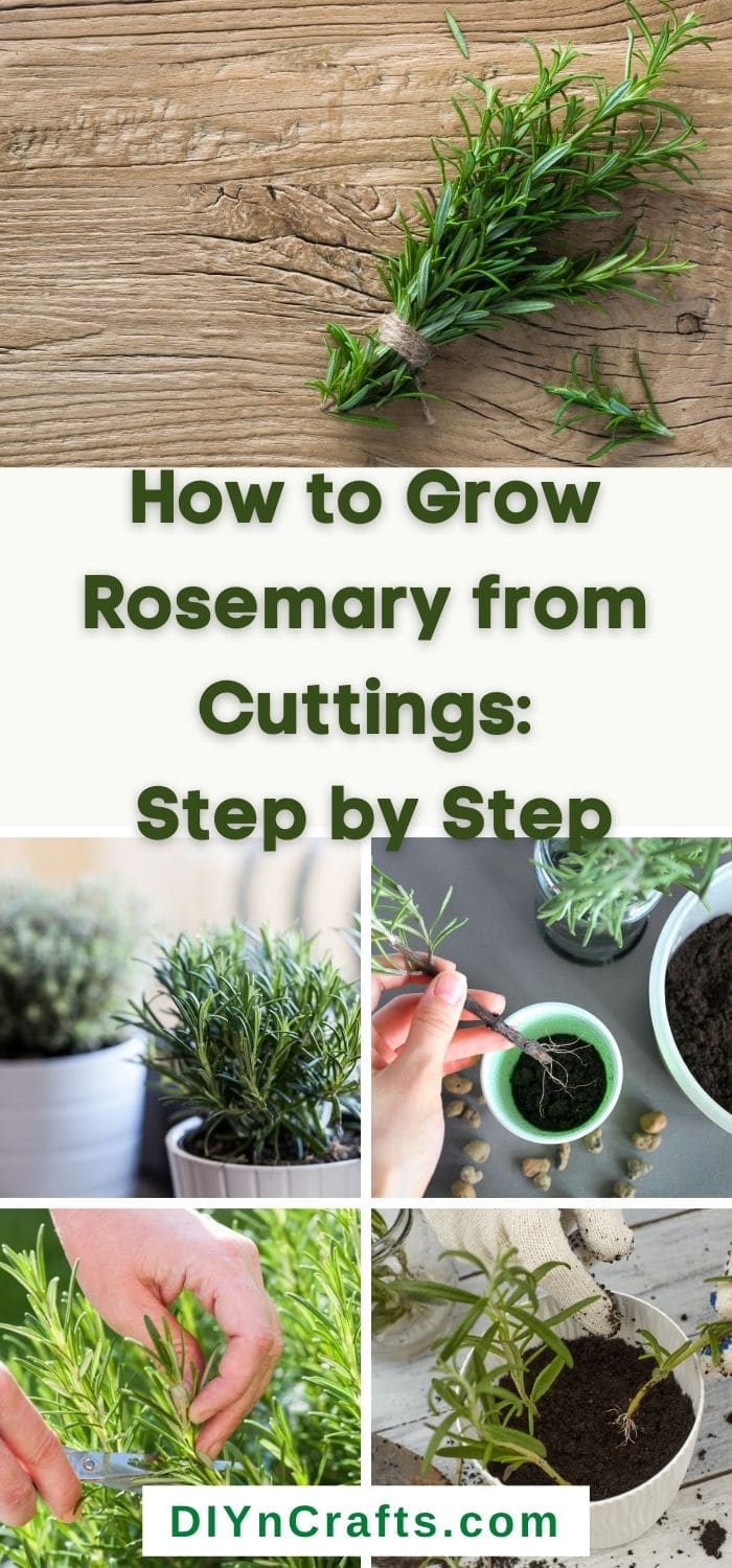 The Best Ever Method for Growing Rosemary from Cuttings