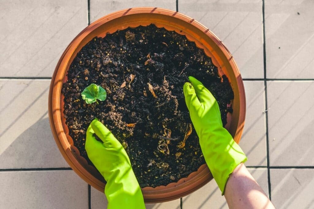 10 Genius Borax Uses in the Garden That Will Surprise You DIY & Crafts